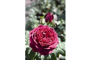 KÜHR BAUM- U. ROSENSCHULEN Strauchrose Astrid Gräfin von Hardenberg im 7 Liter Rosentopf