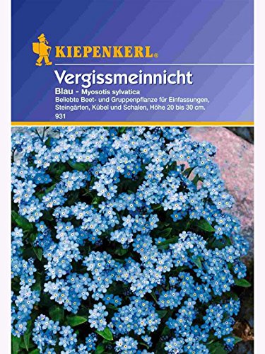 Myosotis sylvatica Vergissmeinnicht blau