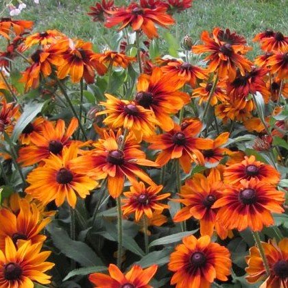 lichtnelke - Rauher Sonnenhut (Rudbeckia hirta) ' CAPPUCCINO '