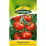 Tomatensamen - Tomate Harzfeuer F1 von Quedlinburger Saatgut