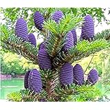 Futaba Abies koreana Flower Seed - 50 Pcs