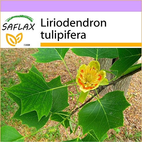 SAFLAX - Árbol de los tulipanes - 20 semillas - Liriodendron tulipifera