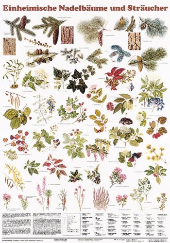 Schreiber Naturtafeln, Einheimische Nadelbäume und Sträucher