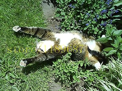 SVI 100 pcs plantes chat menthe aromatiques cataire, graines cataire, plantes aromatiques Herb semences pour le jardin animal meilleur cadeau