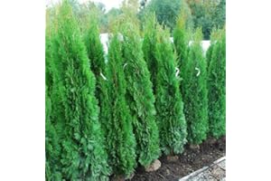 Tuia Smeraldo "Thuja Occidentalis Smaragd" pianta da siepe sempreverde in Vaso ø20 cm h. 60/70 cm, Vivaio di Castelletto
