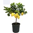 Pianta Di Limone Caviale Pink Ice (Finger Lime) In Vaso 35cm, Altezza 120-140cm, 4 Anni Innesto, SAVINI VIVAI Made In Italy