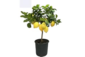 SAVINI VIVAI L'ARTE DI FARE NATURA SAVINI VIVAI Pianta di Limone Albero Agrumi Carrubaro Limone ad Alberello in Vaso da 20 cm altezza 70 cm 2-3 Anni di innesto Made Italy