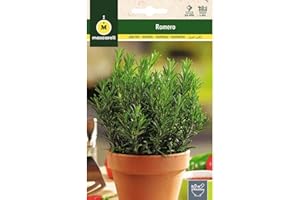 M MASCARELL SEMILLAS DESDE 1920 Mascarell Semillas, ROMERO COMÚN, Semillas de Hierbas Aromáticas para Plantar, Crea tu Propio Huerto en Casa. 0,2 .Gramos