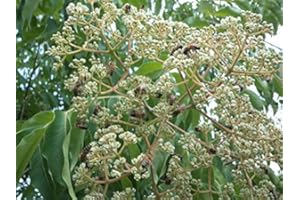 PERAGASHOP 1 PIANTA DI ALBERO DEL MIELE O EVODIA