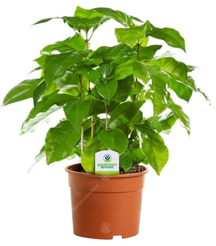 Hello Plants Mini kosystem fr Pflanze - Coffea Arabica Kaffeepflanze -  Zimmerpflanze im Glas Mini Pflanze Dekoration Grnpflanze Mini-Garten :  Amazon.de: Garten