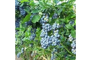 LAMPHLE 30Pcs Semi di mirtillo Nutrizione Delizioso Albero da frutto Pianta Casa Giardino Decor Fiore Albero da frutto Semi di ortaggi Semi Di Mirtillo