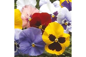 WHIN HILL NURSERIES 12x Garden Ready Autumn and Winter Flowering Pansy Bedding Plants