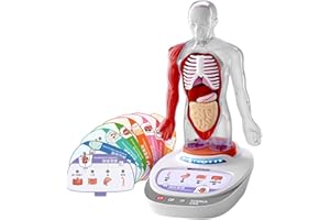 Luwecf Modelo de Cuerpo Humano para niños, Juego de enseñanza, Partes del Cuerpo, Modelo de órganos para Suministros para Profesores
