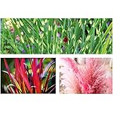 Wunderschönes Ziergras-Sortiment A 6 Töpfe ZiergräserTöpfe Pampasgras Japanisches Blutgras Zebragras
