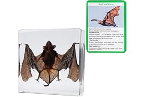 KSVMOAG Real Bat Specimens in Resin Taxidermy Bat for Science Classroom Biology Education Animal Skull Display Unique Gift for Taxidermy Lovers Oddities Collectors (75 * 75 * 20mm)