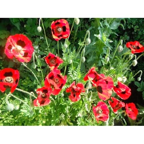Amazon.co.uk poppy plants for sale