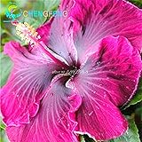 Ibisco Gigante Immagine Stock. Immagine Di Polline, Biologia - 667997 - Foto 3