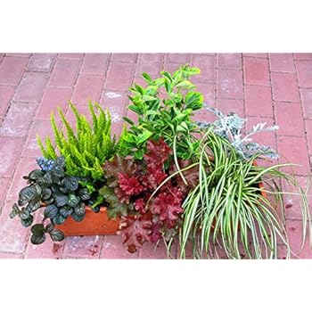 Immergr nes Balkonpflanzen Set 6 winterharte Pflanzen f r Immergr nes Balkonpflanzen Set 6 winterharte Pflanzen f r