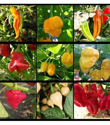 Dit zijn de 10 heetste pepers ter wereld Dit zijn de 10 heetste pepers ter wereld