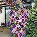 Produktbild WuWxiuzhzhuo 50 Gemischt Farbe Clematis Blume Samen, Garten Balkon Klettern Pflanzen Samen Verschiedene Farben