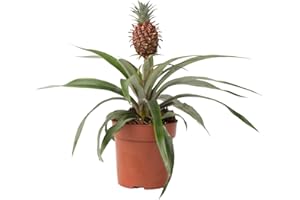 Plant in a Box - Plante ananas 'Mi Amigo' - Pot 12cm - Hauteur 35-45cm