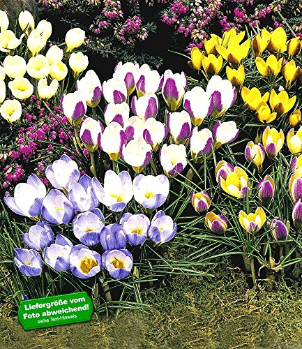 BALDUR-Garten Wildkrokusse, Botanische Krokusse Prachtmischung, 100 Zwiebeln, Crocus chrysanthus Mix