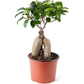 Ficus Ginseng Bonsai Adam Ağa&ccedil; Ev Ofis Salon İ&ccedil; Mekan Bitkisi 30-40 Cm