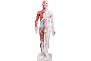 66fit Unisex Acupuncture and Muscle Model, White, 60 cm UK