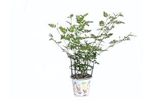 DECOALIVE Planta de Jazmín de Flor Blanca para Exterior Planta Natural Jazmín Común o Jazmín Morisco Jasminum Officinale