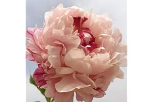 CFGRDEW Bulbos de peonía, plantas resistentes al frío, aptas para plantar en el jardín, fáciles de plantar y muy ornamentales.-3bulbos-A