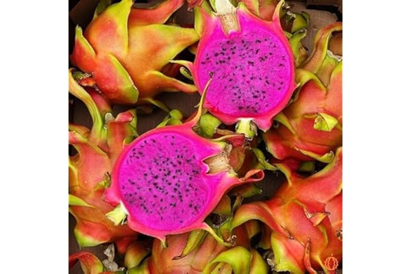 50 Graines FRUIT DU DRAGON - Pitaya Rouge Sanguin - Hylocereus costaricensis - Fruit Fleur Jardin - 291