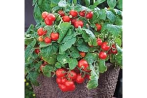 SVI 30+Tiny Tim Dwarf Patio Tomato Seeds16"Plant Hanging Baskets Containers Garden