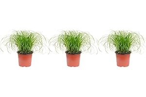 FLOWERBOX 3er-Set Echtes katzengras - Höhe ca. 30 cm, Topf-Ø 12 cm - Cyperus alternifolius 'Zumula'