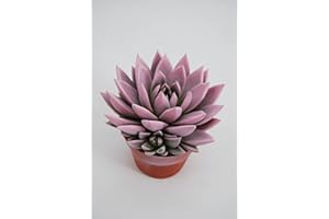 DELVIVERODIRECT Echeverias de Colores - Suculenta - Planta natural Teñida- Delvi