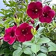 Alamanda flower plant double pack of 1