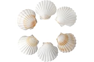 SKOOLOVE 6 PCS Large Scallops Shell 7.5-10CM Natural Seashells from Beach for Crafting Wedding Decor Beach Theme Party, Fish Tank and Vase Filler