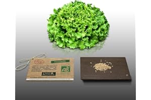 LE GRENIER D'ABONDANCE LES GRAINES QUI DONNENT ENVIE 250 graines Bio à semer - Le Grenier d'Abondance - LAITUE BATAVIA DE PIERRE BENITE Blonde - Certifié AB - Lactuca