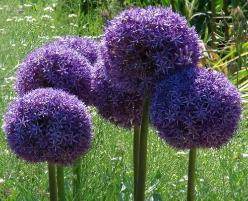 Allium giganteum - Riesen-Zierlauch - 15 Samen