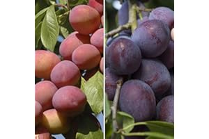 YouGarden Plum 'Victoria' Tree, Bare Root Fruit Tree, Ready to Plant, UK Garden Variety, Self-Fertile, Dwarfing Rootstock