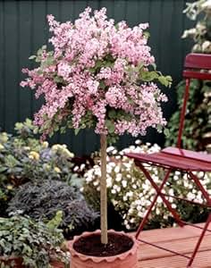 Flieder Palibin® als Stämmchen gezogen. rosa blühend. 1