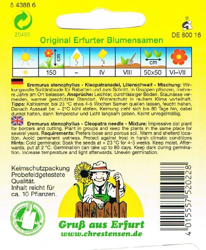 Kleopatranadel Lilienschweif Mischung Eremurus stenophyllus mehrjährig - 2