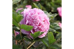 BRKENT Tuberi Di Peonia Peonie Foglia Netta Bulbi Di Peonia Perenne Peonie Resistenti Piante Fiori Decorazione Bulbi Rosa Ornamentali Freschi Piante Da Giardino Perenni Resistenti 3 Bulbi Di Peonia