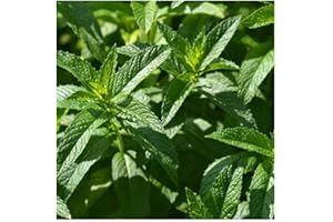 PREMIER SEEDS DIRECT - HERB - Spearmint - Mentha SPICATA - 4000 Seeds