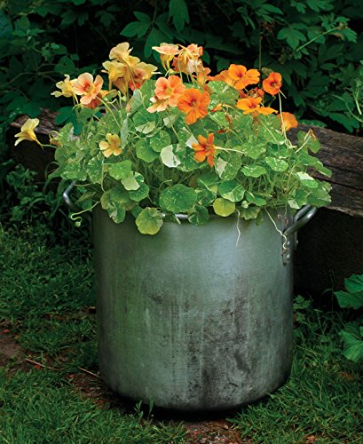 Creative Farmer Flower Seeds : Nasturtiums Jewel Mix Home Garden Flower Seeds Pot Suit (14 Packets) Garden Plant Seeds