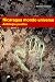 Nicaragua mondo universo. Antologia poetica. Ediz. multilingue - Ernesto Cardenal, M. Canfield, A. Ciabatti