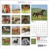 Image de Arabians 2011 Calendar