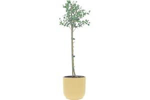 KENTIS - Eucalyptus Gunnii - Alberello Eucalipto - Piante Vere da Esterno Resistenti - Pianta da Giardino Antizanzara - H 40-50 cm Vaso Ø 15 cm