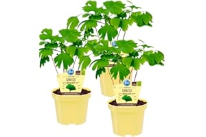 UNSERE-GAERTNEREI-MUELLER Ginkgo biologique, (Ginkgo biloba), plante médicinale connue qui préparé sous forme de thé augmente la concentration, plantes issues de cultures durables