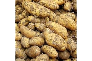 Carbeth Plants Maris Piper Seed Potatoes 11 Tuber Pack - Main Crop Potato for Planting Now in UK Gardens - Easy Grow High Yielding Great Tasting Harvest - Perfect for Roasting, Baking, Mashing & Chips