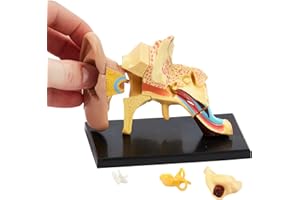 KITS OF MEDICINE Modello di orecchio umano anatomia | 14 pezzi puzzle 3D dell'orecchio umano | perfetto per lo studio dell'anatomia | ottimo regalo per infermieri, studenti di medicina